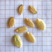 Muda de Amendoim-bravo - Pterogyne nitens