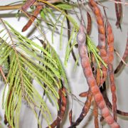 Muda de Angico-branco - Anadenanthera colubrina