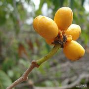Muda de Araticum-banana - Annona leptopetala