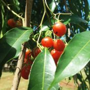 Muda de Café-de-bugre - Cordia ecalyculata