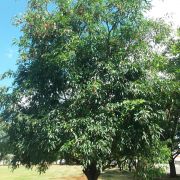 Muda de Café-de-bugre - Cordia ecalyculata