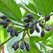 Muda de Cafezinho - Rhamnidium elaeocarpus