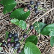 Muda de Cafezinho - Rhamnidium elaeocarpus