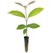 Muda de Canela-da-Índia- Cinnamomum zeylanicum