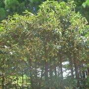 Muda de Capixingui - Croton floribundus