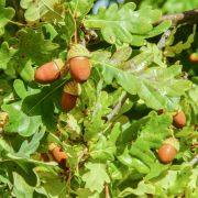 Muda de Carvalho-europeu - Quercus robur