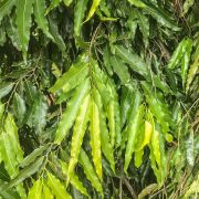 Muda de Choupala - Polyalthia longifolia