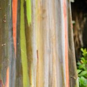 Muda de Eucalipto-arco-íris - Eucalyptus deglupta