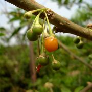 Muda de Fruta-de-sabiá - Acnistus arborescens