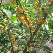 Muda de Fruta-de-sabiá - Acnistus arborescens