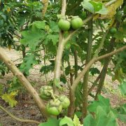 Muda de Fruto-do-lobo - Solanum lycocarpum