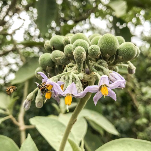 Muda de Fumo-bravo - Solanum mauritianum