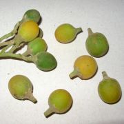Muda de Fumo-bravo - Solanum mauritianum