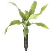 Muda de Guaraiquica - Aechmea bromeliifolia var. albobracteata