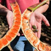 Muda de Ingá Chinelo Gigante - Inga cinnamomea var. laranja