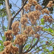 Muda de Jangadeiro - Heliocarpus americanus