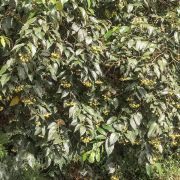 Muda de Joá-uva - Solanum sanctaecatharinae