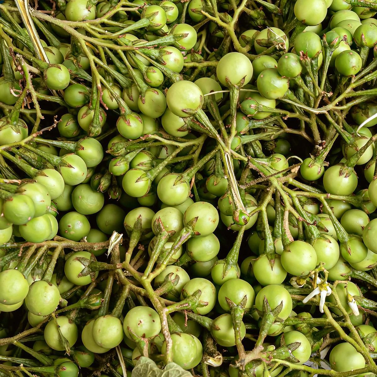Muda de Jurubeba - Solanum paniculatum