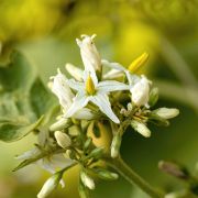 Muda de Jurubeba - Solanum paniculatum