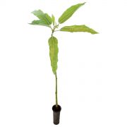 Muda de Mamãozinho-do-mato - Carica quercifolia