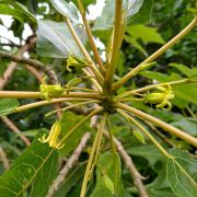 Muda de Mamãozinho-do-mato - Carica quercifolia