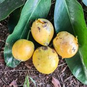 Muda de Mangostão-amarelo - Garcinia cochinchinensis
