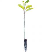 Muda de Maracujá-azedo - Passiflora edulis
