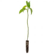 Muda de Maracujá-doce - Passiflora alata