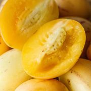 Muda de Melão-andino - Solanum muricatum