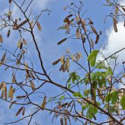 Muda de Monjoleiro - Acacia polyphylla