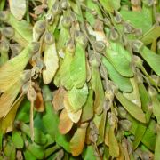 Muda de Pau-alho - Gallesia integrifolia
