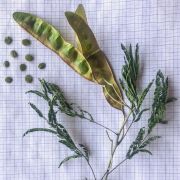 Muda de Pau-Jacaré - Piptadenia gonoacantha