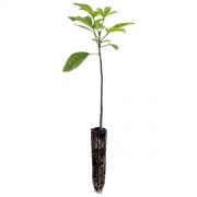 Muda de Pau Marfim - Balfourodendron riedelianum