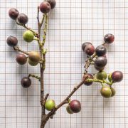 Muda de Pessegueiro - Prunus sellowii