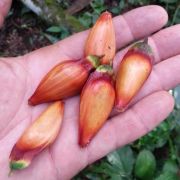 Muda de Pinheiro do Paraná - Araucaria angustifolia