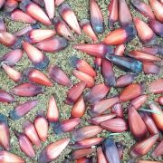 Muda de Pinheiro do Paraná - Araucaria angustifolia