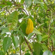 Muda de Pitanga-bananinha - Eugenia anthropophaga