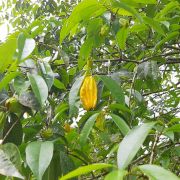 Muda de Pitanga-bananinha - Eugenia anthropophaga