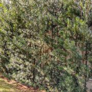 Muda de Podocarpus - Podocarpus macrophyllus