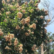 Muda de Primavera arbórea - Bougainvillea glabra