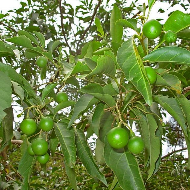 Muda de Quina-de-São-Paulo - Solanum pseudoquina