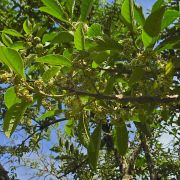 Muda de Tamanqueiro - Aegiphila sellowiana