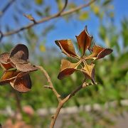 Muda de Tingui-preto - Dictyoloma vandellianum