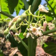 Muda de Tomarillo - Solanum betaceum