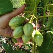 Muda de Tomarillo - Solanum betaceum