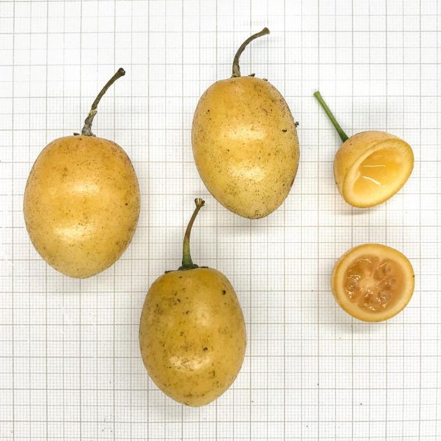 Muda de Tomatinho-do-Mato - Solanum diploconos